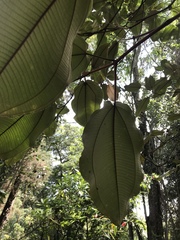 Miconia bubalina