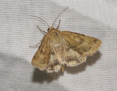 Heliocheilus paradoxus