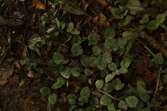 Geophila