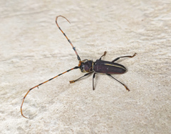 Dorcacerus barbatus