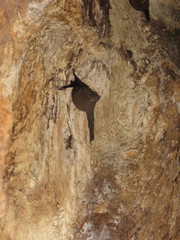 Peropteryx