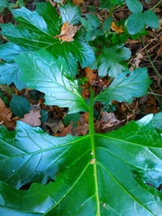 Acanthus mollis
