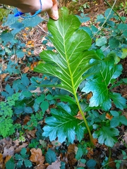 Acanthus mollis