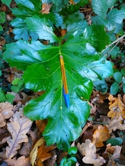 Acanthus mollis