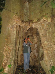 Peropteryx