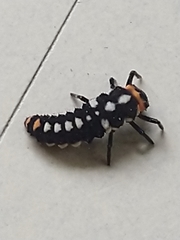 Eriopis connexa