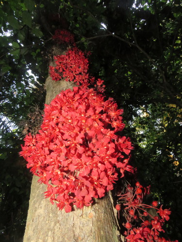 Image of Theobroma speciosum by (c) Vincent A. Vos, some rights reserved (CC BY)