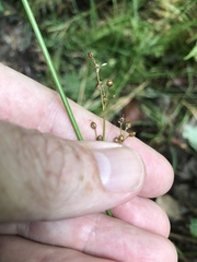 Juncus gymnocarpus