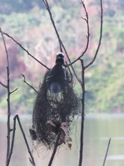 Hypocnemoides maculicauda