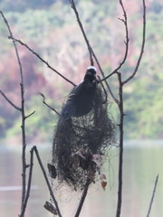 Hypocnemoides maculicauda