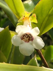 Codonanthe gracilis