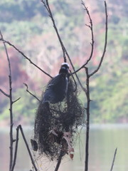 Hypocnemoides maculicauda