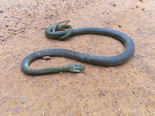 Northern Woodland Racer, Drymoluber dichrous