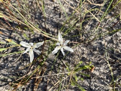 Moraea viscaria