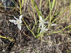 Moraea viscaria