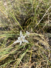 Moraea viscaria