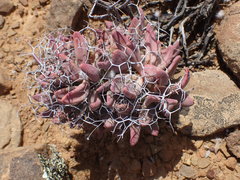Tylecodon reticulatus