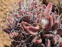 Tylecodon reticulatus