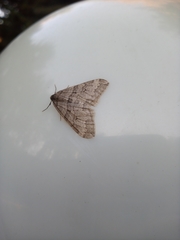 Operophtera relegata