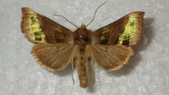 Diachrysia chrysitis
