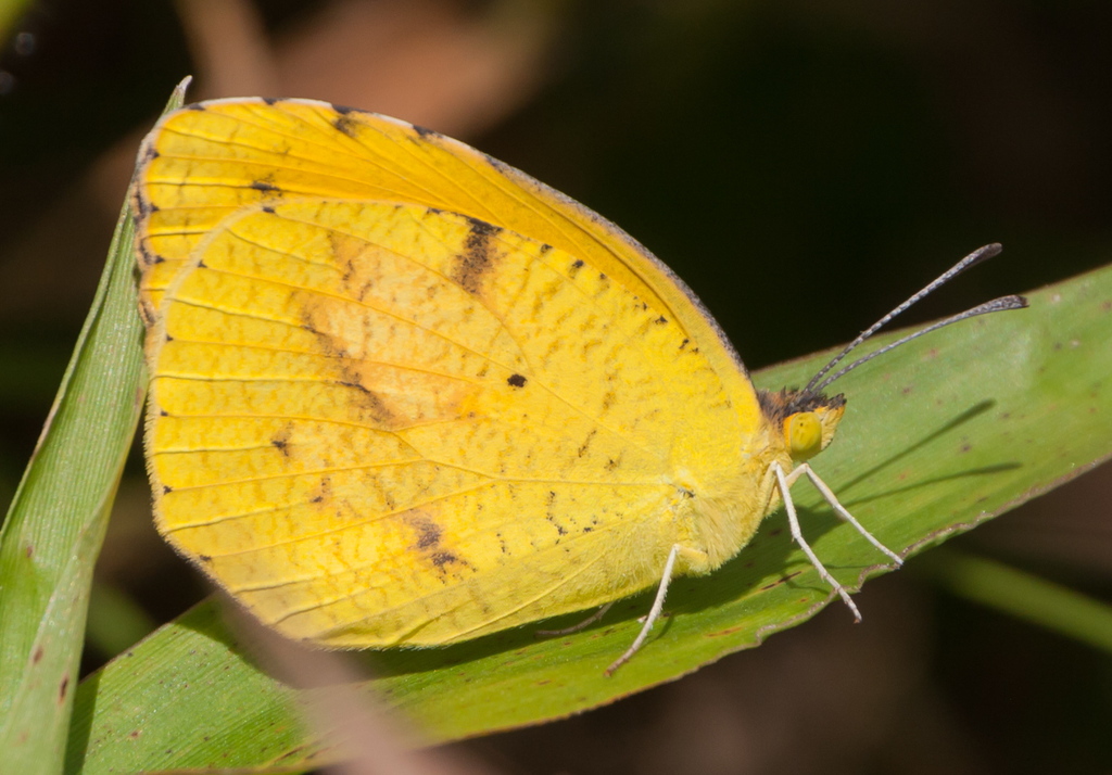 Grass Yellows