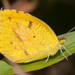 Mariposas Amarillas - Photo (c) cyric, algunos derechos reservados (CC BY-NC-SA), subido por cyric
