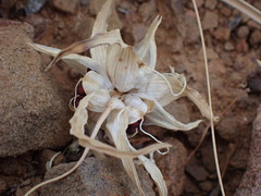 Colchicum capense