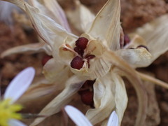 Colchicum capense