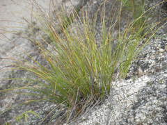Carex longissima