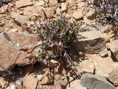 Gazania heterochaeta