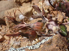 Gazania heterochaeta
