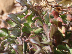 Gazania heterochaeta
