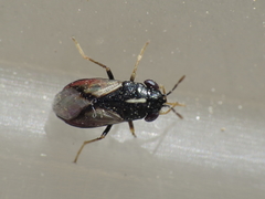 Geocoris lineolus