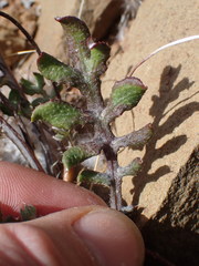 Gazania heterochaeta