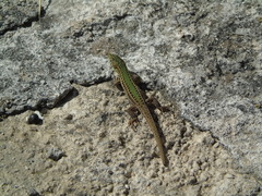 Podarcis ionicus