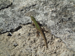 Podarcis ionicus