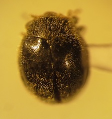 Rhyzobius forestieri