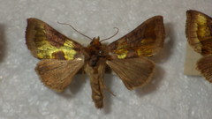 Diachrysia chrysitis