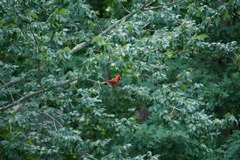 Cardinalis cardinalis