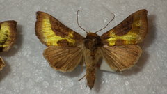 Diachrysia chrysitis