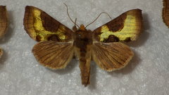Diachrysia chrysitis