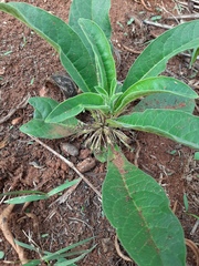 Brachystelma barberae