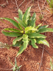 Brachystelma barberae