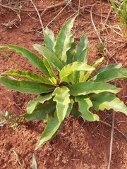 Brachystelma barberae