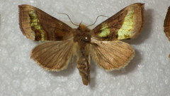 Diachrysia chrysitis