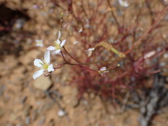 Heliophila variabilis