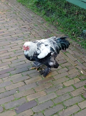 Gallus gallus domesticus