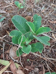 Brachystelma barberae