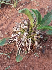 Brachystelma barberae