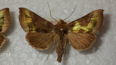 Diachrysia chrysitis